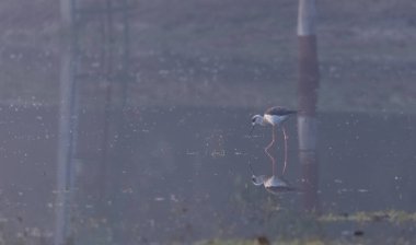 Kara kanatlı stilt (Himantopus himantopus) su kütlesinin üzerinde duruyor.