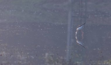 Kara kanatlı stilt (Himantopus himantopus) su kütlesinin üzerinde duruyor.