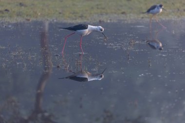 Kara kanatlı ayaklıklar (Himantopus himantopus) su kütlesinin üzerinde duruyor.