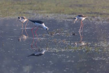 Kara kanatlı ayaklıklar (Himantopus himantopus) su kütlesinin üzerinde duruyor.