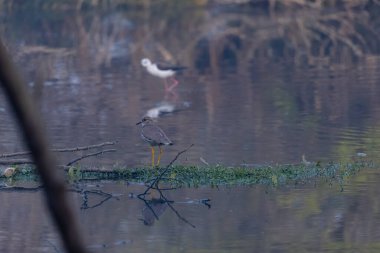 Kara kanatlı stilt (Himantopus himantopus) su kütlesinin üzerinde duruyor.