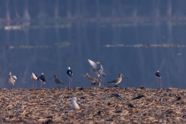 Nehir kuşları sürüsü kıyıda duruyor.