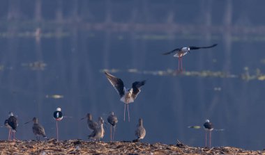 Nehir kuşları sürüsü kıyıda duruyor.