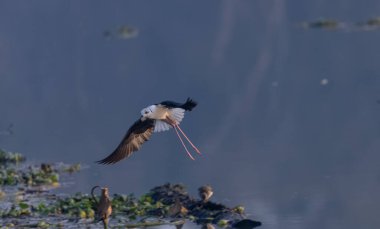 Kara kanatlı stilt (Himantopus himantopus) su üzerinde uçar 