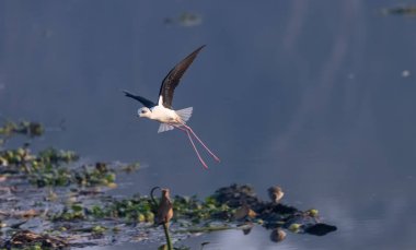 Kara kanatlı stilt (Himantopus himantopus) su üzerinde uçar 