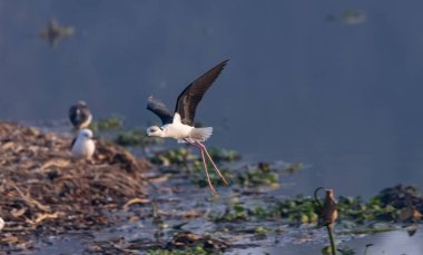 Kara kanatlı stilt (Himantopus himantopus) su üzerinde uçar 