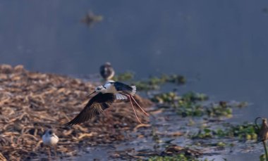 Kara kanatlı stilt (Himantopus himantopus) su üzerinde uçar 
