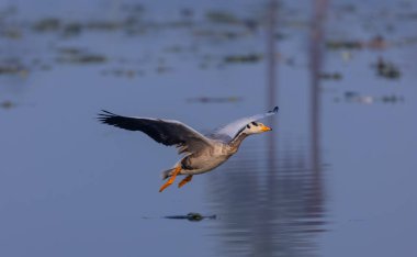 Çubuk başlı ördek (Anser indicus) kış göçü sırasında ormanda.