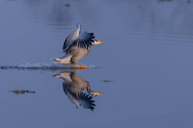 Çubuk başlı ördek (Anser indicus) kış göçü sırasında ormanda.