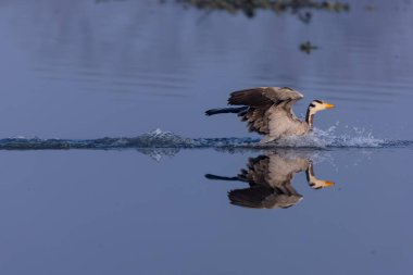 Çubuk başlı ördek (Anser indicus) kış göçü sırasında ormanda.