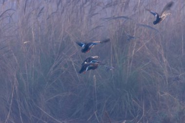 Güzel kuş vahşi doğada
