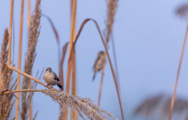 Hint gümüşgagaları (Lonchura malabarica) ağacın dalına tünemiş kuşlar.