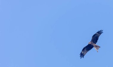 Mavi gökyüzünde siyah uçurtma