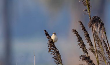 Bir kuşun yakın plan çekimi.
