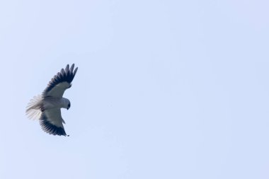 Gökyüzünde uçan siyah omuzlu uçurtma (Elanus axillaris).