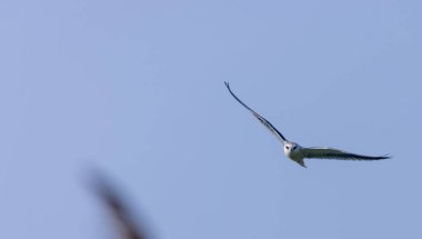 Gökyüzünde uçan siyah omuzlu uçurtma (Elanus axillaris).