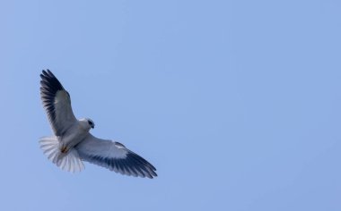 Gökyüzünde uçan siyah omuzlu uçurtma (Elanus axillaris).