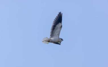 Gökyüzünde uçan siyah omuzlu uçurtma (Elanus axillaris).