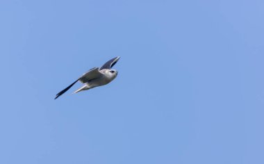 Gökyüzünde uçan siyah omuzlu uçurtma (Elanus axillaris).