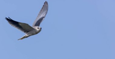 Gökyüzünde uçan siyah omuzlu uçurtma (Elanus axillaris).