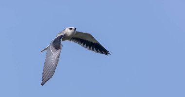 Gökyüzünde uçan siyah omuzlu uçurtma (Elanus axillaris).