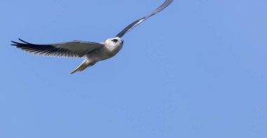 Gökyüzünde uçan siyah omuzlu uçurtma (Elanus axillaris).