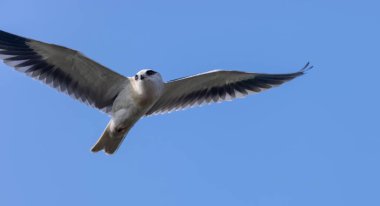 Gökyüzünde uçan siyah omuzlu uçurtma (Elanus axillaris).