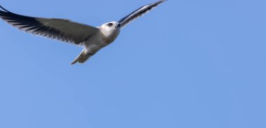Gökyüzünde uçan siyah omuzlu uçurtma (Elanus axillaris).