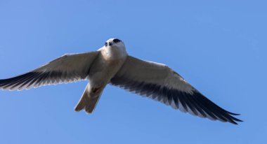 Gökyüzünde uçan siyah omuzlu uçurtma (Elanus axillaris).