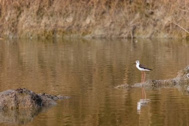 Kara kanatlı stilt (Himantopus himantopus) su kütlesinin üzerinde duruyor.