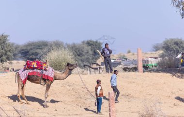 Puşkar, Rajasthan, Hindistan - 10 Kasım 2024: Deve ticareti için develer fuarı sırasında çöl panayırı.