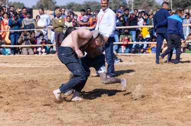 Bikaner, Rajasthan, Hindistan - 15 Ocak 2023: Bikaner 'deki çöl zemininde süslü develerin portresi.