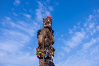 Bikaner, Rajasthan, Hindistan - 15 Ocak 2023: Siluet konsepti, gökyüzünün altındaki tepelerin tepesinde duran develer. Kimliği belirlenemeyen kişi.