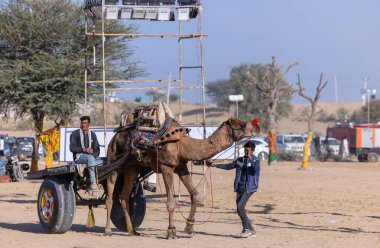 Puşkar, Rajasthan, Hindistan - 10 Kasım 2024: Deve ticareti için develer fuarı sırasında çöl panayırı.