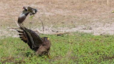 İbikli Yılan Kartalı (Spilornis cheela) bölge savaşı sırasında kırmızı kanatlı Lapwing ile ormanda açık ibikle yere tünedi.. 