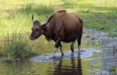 Hint Gaur 'u (Bos gaurus) veya Hint Bizonu' nun Hint ormanlarında yürümesi.