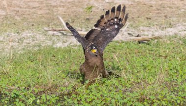 İbikli Yılan Kartalı (Spilornis cheela) bölge savaşı sırasında kırmızı kanatlı Lapwing ile ormanda açık ibikle yere tünedi..