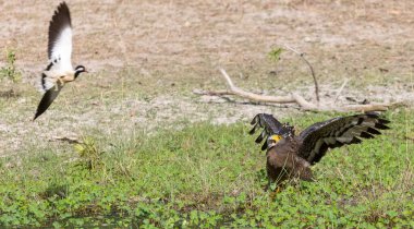 İbikli Yılan Kartalı (Spilornis cheela) bölge savaşı sırasında kırmızı kanatlı Lapwing ile ormanda açık ibikle yere tünedi..