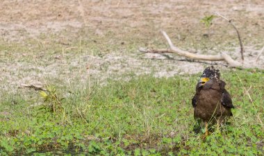 İbikli Yılan Kartalı (Spilornis cheela) bölge savaşı sırasında kırmızı kanatlı Lapwing ile ormanda açık ibikle yere tünedi..
