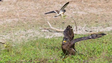 İbikli Yılan Kartalı (Spilornis cheela) bölge savaşı sırasında kırmızı kanatlı Lapwing ile ormanda açık ibikle yere tünedi..