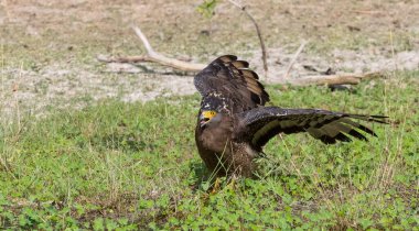 İbikli Yılan Kartalı (Spilornis cheela) bölge savaşı sırasında kırmızı kanatlı Lapwing ile ormanda açık ibikle yere tünedi..