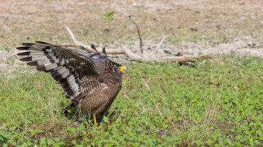 İbikli Yılan Kartalı (Spilornis cheela) bölge savaşı sırasında kırmızı kanatlı Lapwing ile ormanda açık ibikle yere tünedi..