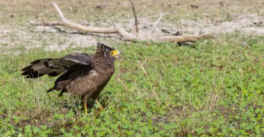 İbikli Yılan Kartalı (Spilornis cheela) bölge savaşı sırasında kırmızı kanatlı Lapwing ile ormanda açık ibikle yere tünedi..