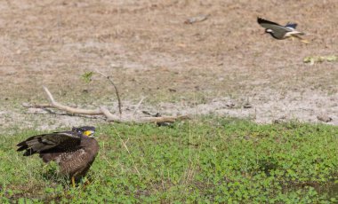 İbikli Yılan Kartalı (Spilornis cheela) bölge savaşı sırasında kırmızı kanatlı Lapwing ile ormanda açık ibikle yere tünedi..