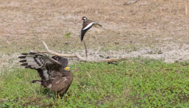 İbikli Yılan Kartalı (Spilornis cheela) bölge savaşı sırasında kırmızı kanatlı Lapwing ile ormanda açık ibikle yere tünedi..