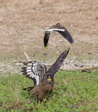 İbikli Yılan Kartalı (Spilornis cheela) bölge savaşı sırasında kırmızı kanatlı Lapwing ile ormanda açık ibikle yere tünedi..