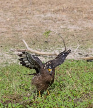 İbikli Yılan Kartalı (Spilornis cheela) bölge savaşı sırasında kırmızı kanatlı Lapwing ile ormanda açık ibikle yere tünedi..