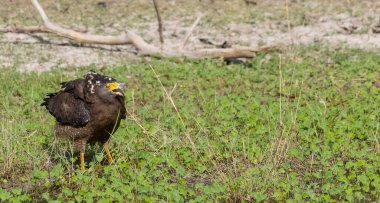 İbikli Yılan Kartalı (Spilornis cheela) bölge savaşı sırasında kırmızı kanatlı Lapwing ile ormanda açık ibikle yere tünedi..