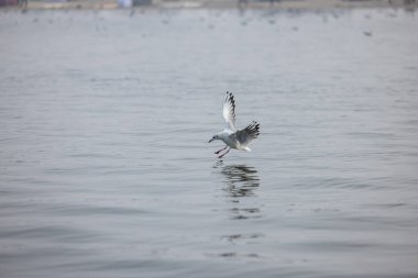 Varanasi 'deki nehir çetelerinin üzerinden uçan martı..