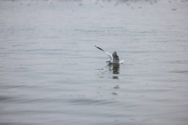 Varanasi 'deki nehir çetelerinin üzerinden uçan martı..